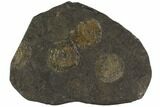 Dactylioceras Ammonite Cluster - Posidonia Shale, Germany #100267-1